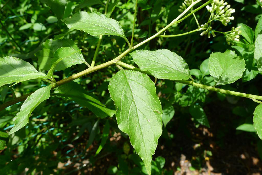 Leaves-of-Hugas-plant