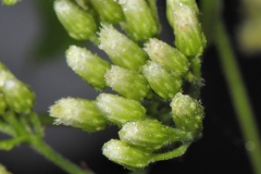 Closer-view-of-flowering-buds-of-Hugas