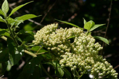 Flower-of-Hugas