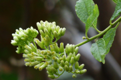 Flowering-buds-of-Hugas