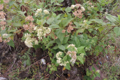 Hugas-plant-growing-wild