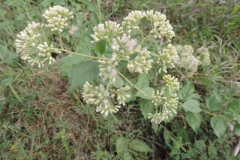 Hugas-plant
