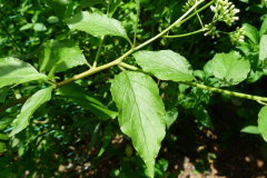 Leaves-of-Hugas-plant