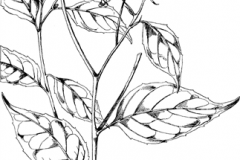Plant-Illustration-of-Hugas