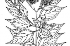 Sketch-of-Hugas