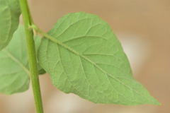 Ventral-view-of-leaves-of-Hugas