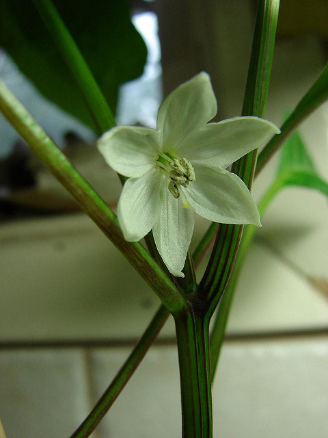 Close-up-flower-of-Hungarian-pepper