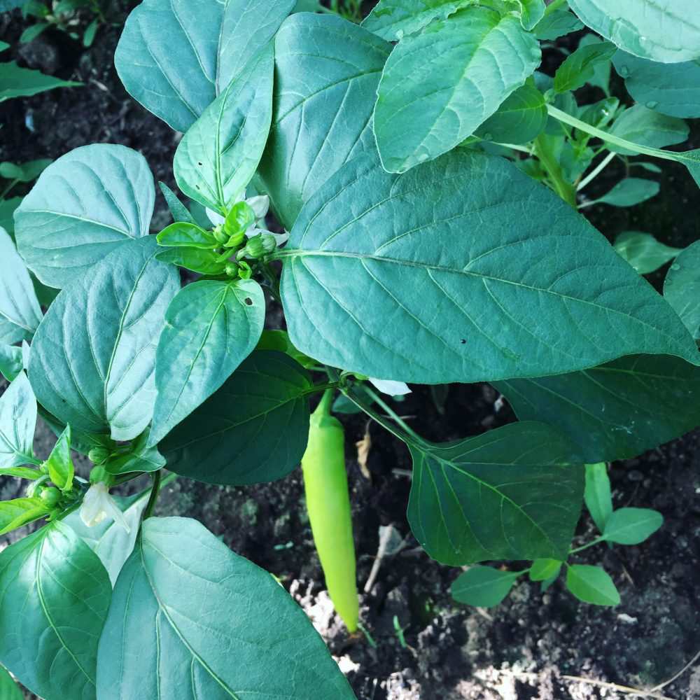 Hungarian-pepper-leaves