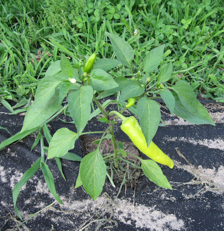 Hungarian-pepper-plant