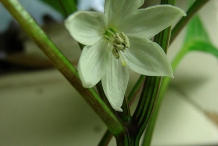 Close-up-flower-of-Hungarian-pepper