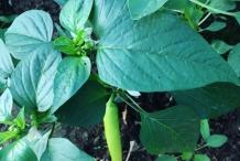 Hungarian-pepper-leaves