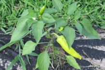 Hungarian-pepper-plant