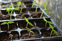Hungarian-pepper-seedlings
