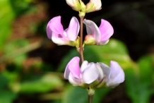 Close-up-flower-of-Hyacinth-beans