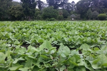 Hyacinth-beans-farm
