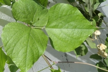 Leaves-of-Hyacinth-beans