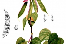 Plant-illustration-of-Hyacinth-beans