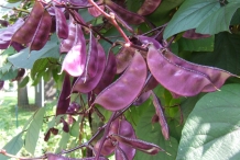 Pods-of-Hyacinth-beans