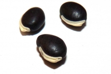 Seeds-of-Hyacinth-beans