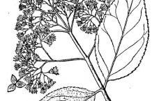 Drawing-of-Hydrangea