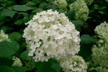 Hydrangea-flower