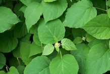 Hydrangea-leaves