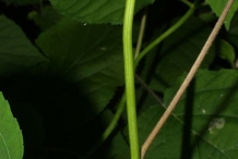 Hydrangea-stem