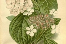 Illustration-of-Hydrangea