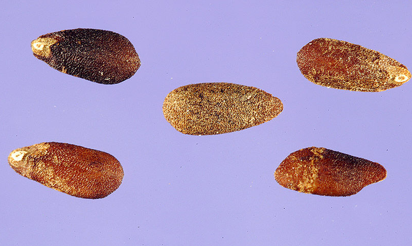 Hyssop-Seeds