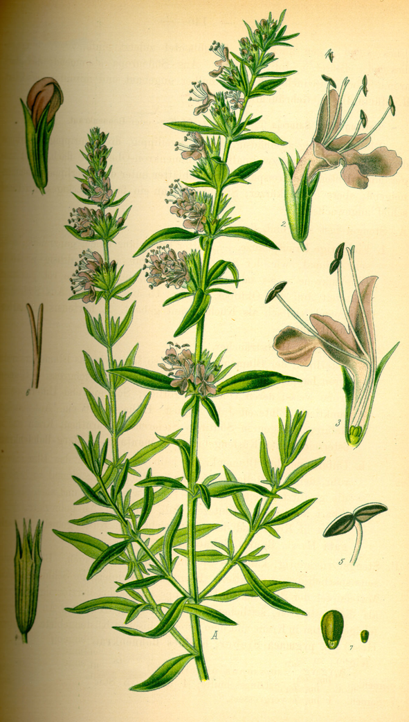 Hyssop-plant-Illustration