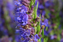Hyssop-Flower