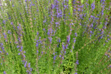 Hyssop-Bushes