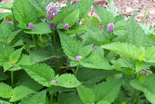 Hyssop-Leaf