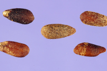Hyssop-Seeds