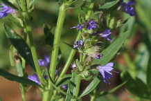 Hyssop-Stem