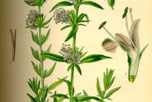 Hyssop-plant-Illustration