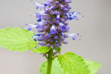 Hyssop