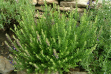Small-Hyssop-Bush