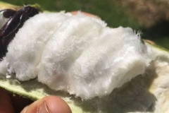 Flesh-of-Ice-Cream-Bean