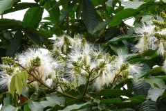 Flowers-of-Ice-Cream-Bean