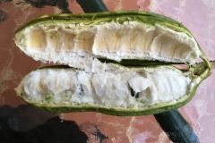 Half-cut-fruit-of-Ice-Cream-Bean