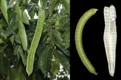 Immature-fruits-of-Ice-Cream-Bean