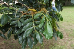Leaves-of-Ice-Cream-Bean