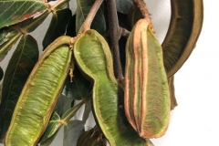 Mature-fruits-of-Ice-Cream-Bean