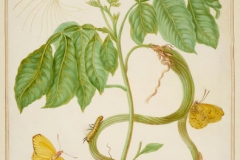 Plant-Illustration-of-Ice-Cream-Bean
