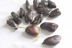 Seeds-of-Ice-Cream-Bean