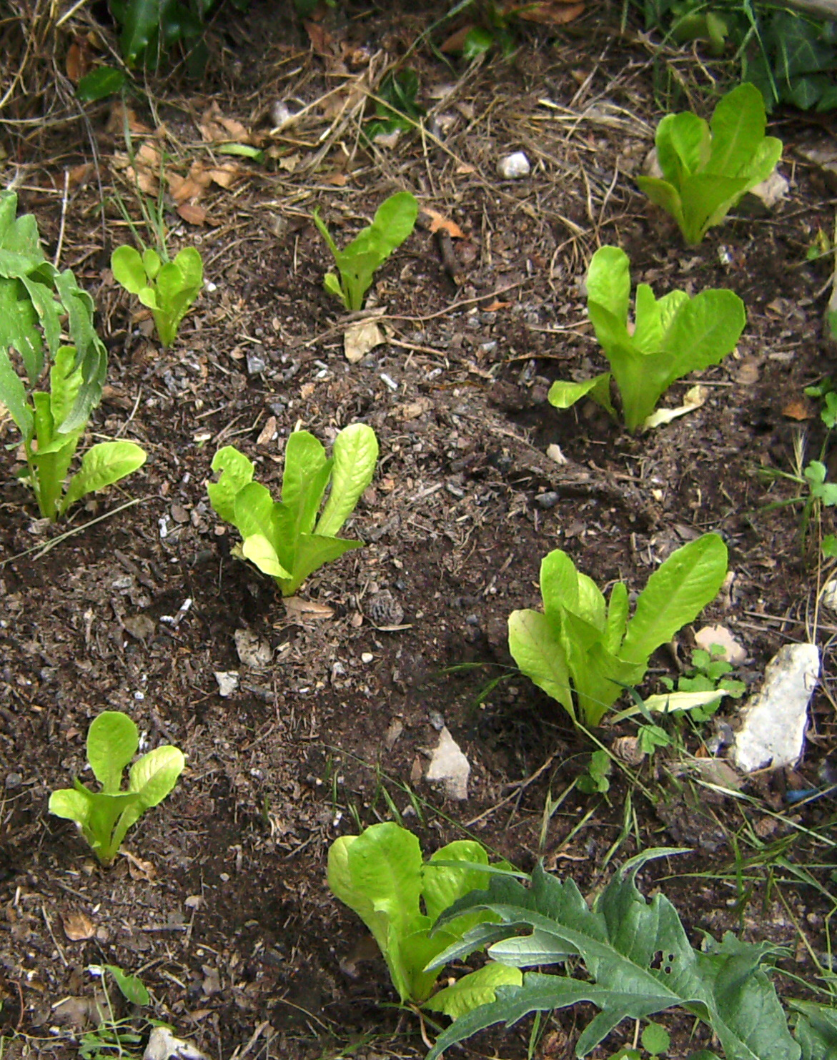 Iceberg-lettuce-seedlings