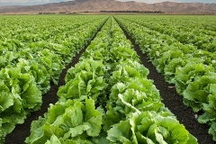 Iceberg-lettuce-fields