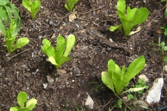 Iceberg-lettuce-seedlings