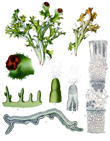 Plant-Illustration-of-Iceland-moss